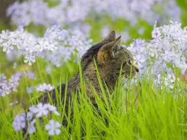 0Peaceful_Moment_Tabby