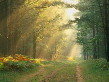 0Sun_Rays_in_the_Forest_Germany