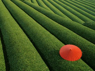 0Tea_Fields_Japan