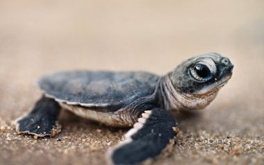 10 Sea Turtle