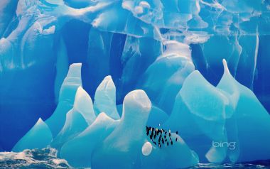 12 Chinstrap Penguins