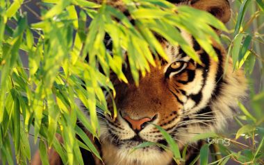 14 Bengal Tiger