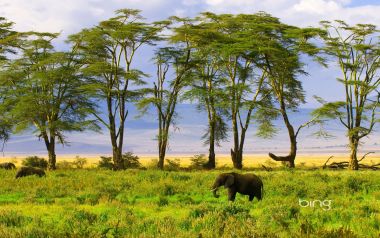 15 Elephant