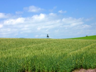 日本北海道美瑛麦田与孤独之树