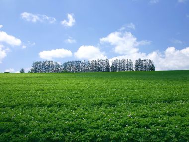日本北海道美瑛夏季田野与树林
