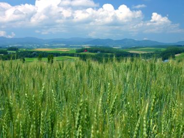 日本北海道夏季麦田风光