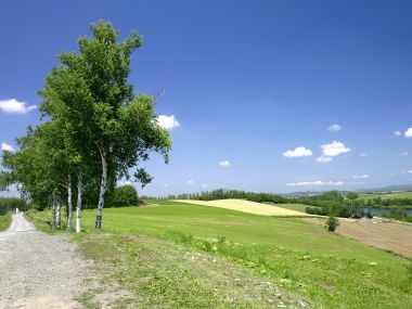 日本北海道白桦树与田野风光