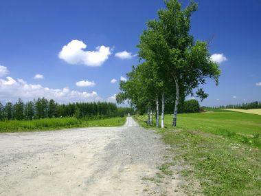 日本北海道美瑛乡间白桦树小路