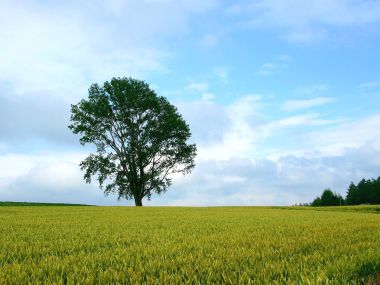 日本北海道美瑛麦田中的孤独树