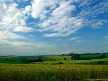 日本北海道夏季麦田风光