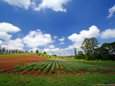 日本北海道美瑛夏季田野风光
