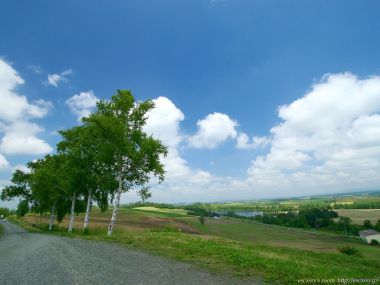 日本北海道白桦树田野风光
