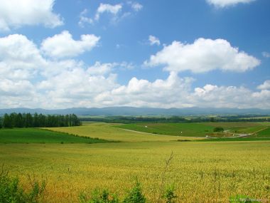 日本北海道美瑛麦田风光