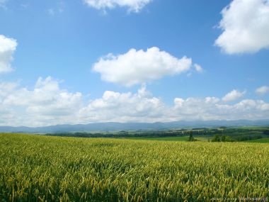 日本北海道美瑛麦田风光