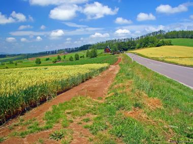 日本北海道美瑛夏季麦田与乡村公路