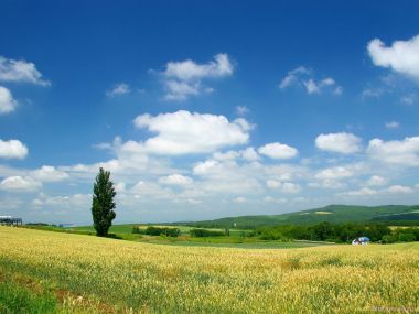 日本北海道美瑛麦田与白杨树