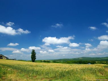 日本北海道美瑛夏季麦田风光