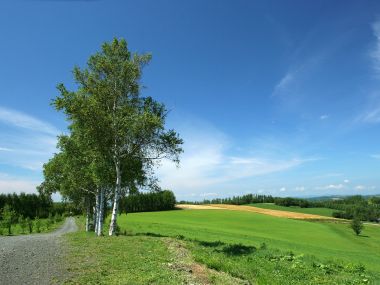 日本北海道美瑛白桦树田野