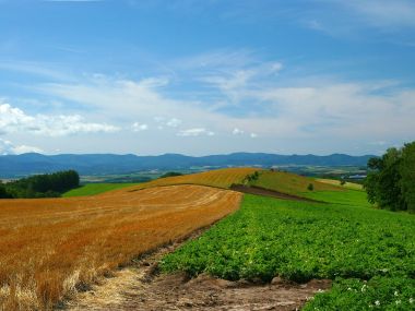 日本北海道美瑛夏季麦田丘陵风光
