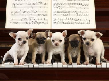 A_Chihuahua_Concerto