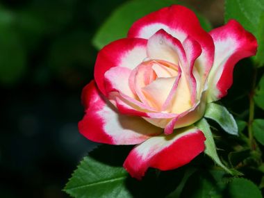 A_Delicate_Rose_dBsAa487ae93