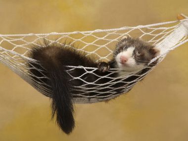 A_Sleepy_Ferret