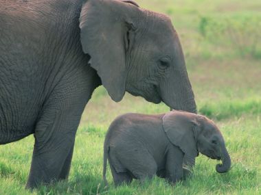 African_Elephants_Amboseli_National_Park_Kenya