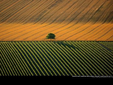 Agricultural landscape near Cognac, Charente, France