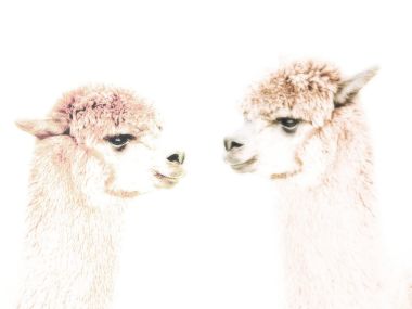 Alpaca_San_Juan_Island_Washington