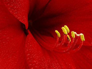 Amaryllis