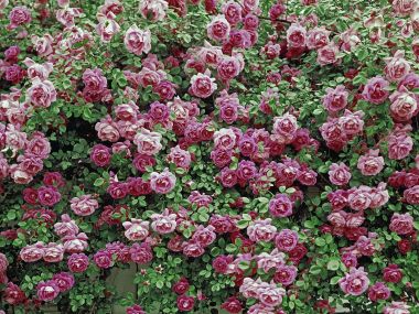 American_Beauty_Roses