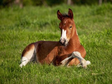 American_Paint_Foal_Iowa