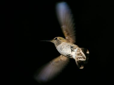 Anna_Hummingbird