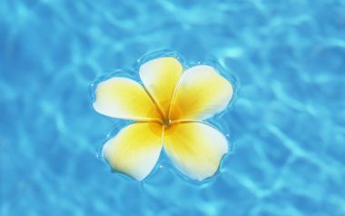 Aquamarine Water And Plumeria Flower Y048 350a