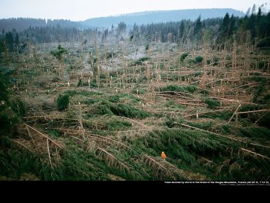 Arbres abattus par la tempête dans la for&ecirc;t des Vosges, France