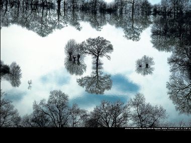 Arbres au milieu des eaux près de Taponas, Rhone, France
