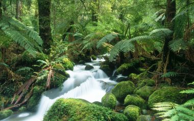 Australia, Cement Creek, Yarra Ranges National Park. Victoria