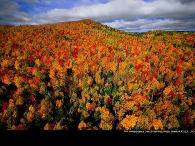 Autumn forest in the region of Charlevoix, Quebec, Canada