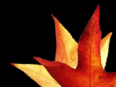 Backlit_Leaves_of_an_Ambertree_Duesseldorf_Germany