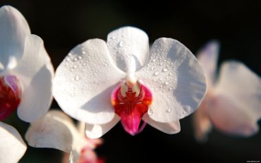 Bali_03065