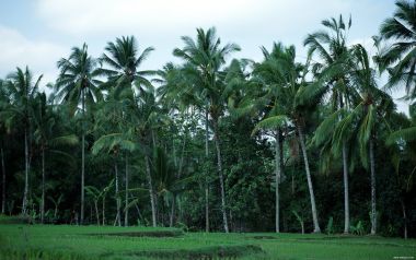 Bali_03073
