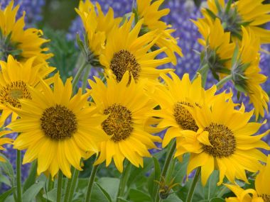 Balsamroot_and_Lupine_Oregon