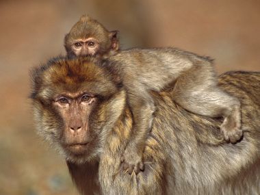 Barbary_Macaques_Morocco