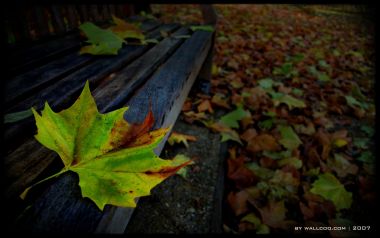 Autumn Leaves On Park Bench