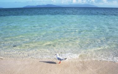 Beach And Sea Of Hawaii Jy151 350a