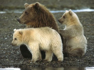 Bears_in_Katmai_National_Park_Alaska