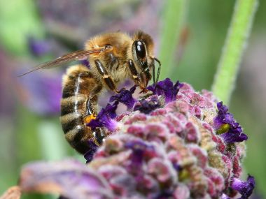 Bee_on_Lavender