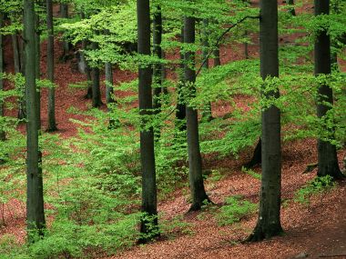 Beechwood_Forest_Skane_Sweden