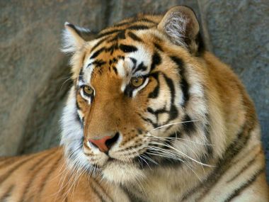 Bengal_Tiger