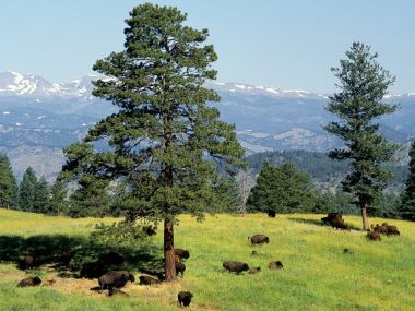 Bison_Lookout_Mountain_Mount_Vernon_Canyon_Colorado